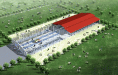 新西蘭標準養牛場輕鋼結構廠房項目